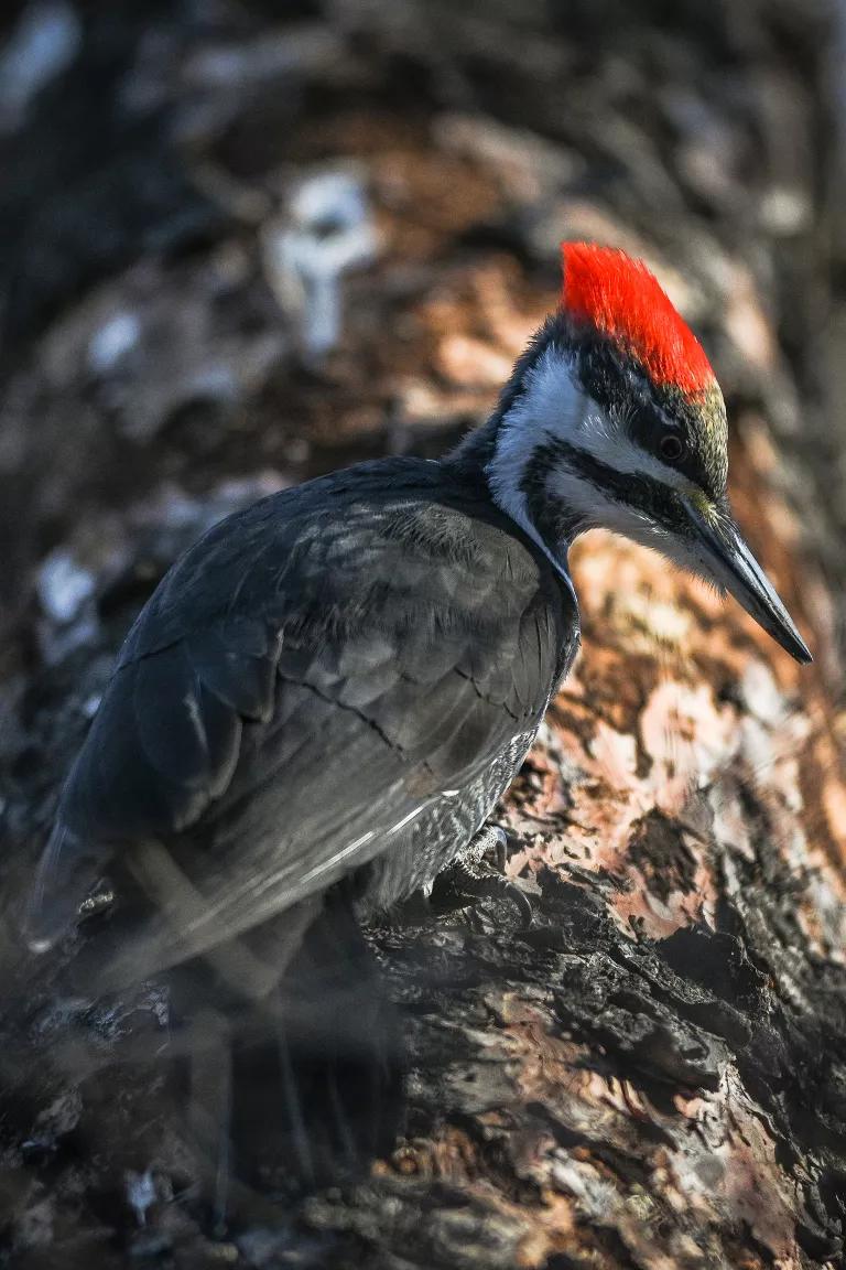 A pileated woodpecker sits on a log