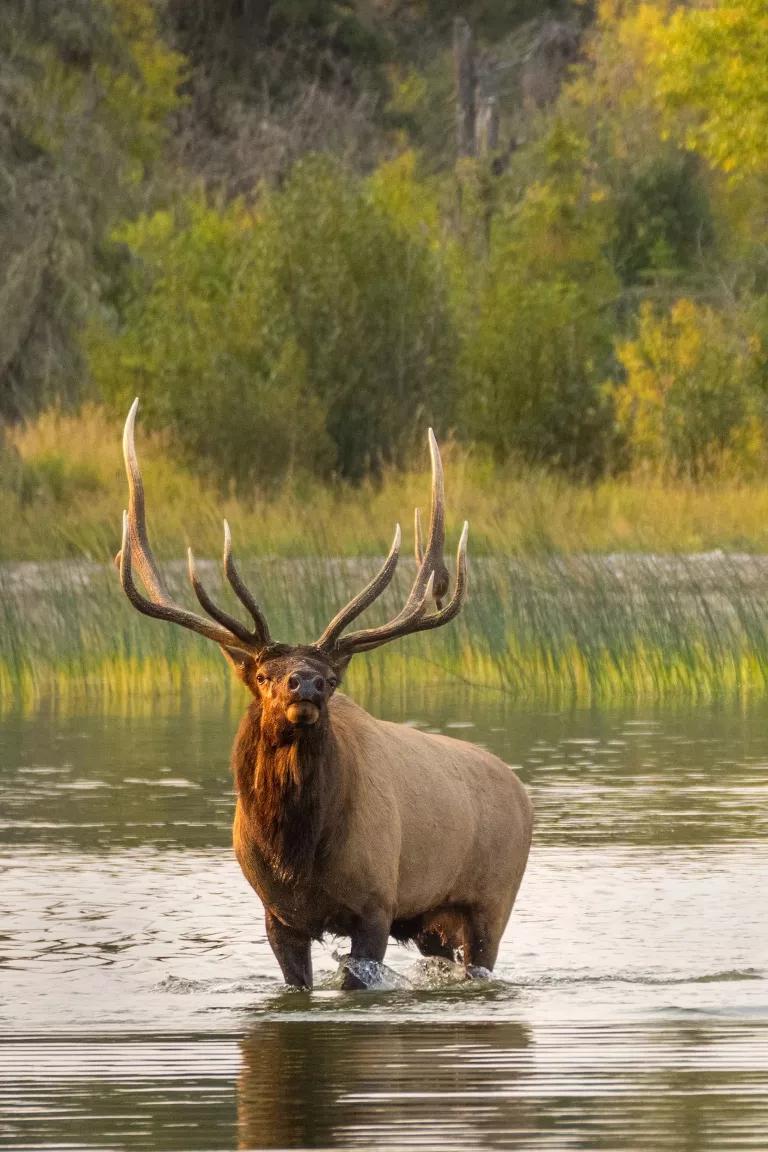 A bull elk stands in a river