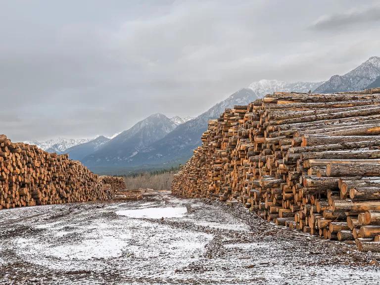 Hundreds of felled trees stacked for processing