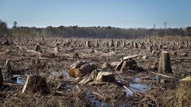 A clearing in a forested area with muddy soil and hundreds of freshly-cut tree stumps