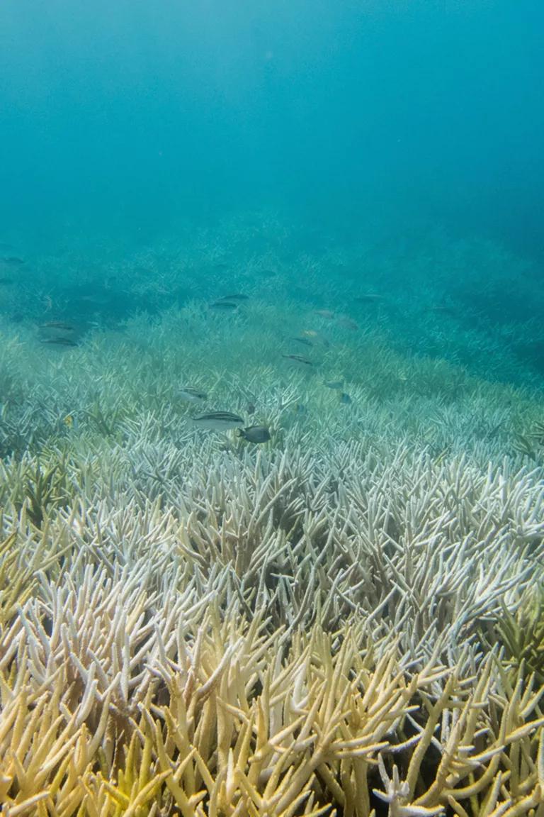 Bleached coral in a turquoise blue ocean