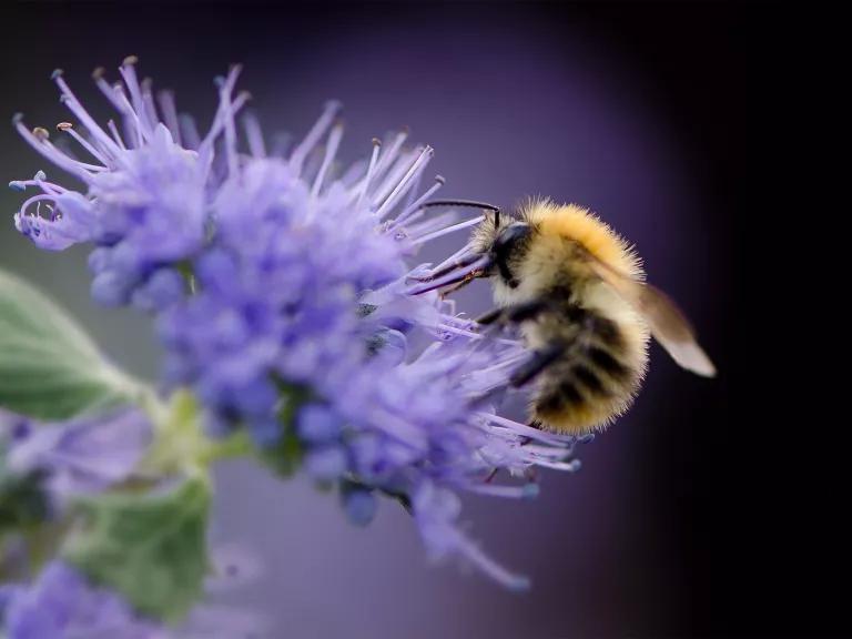 A bumblebee perched on a purple flower