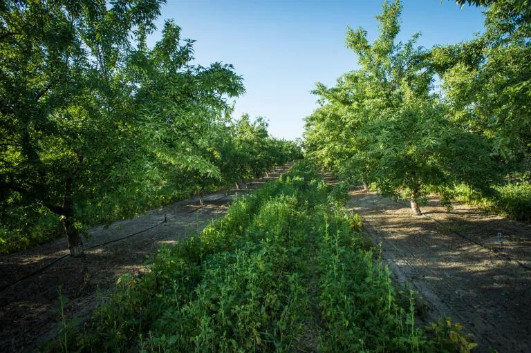 Cover crops in an almond orchard