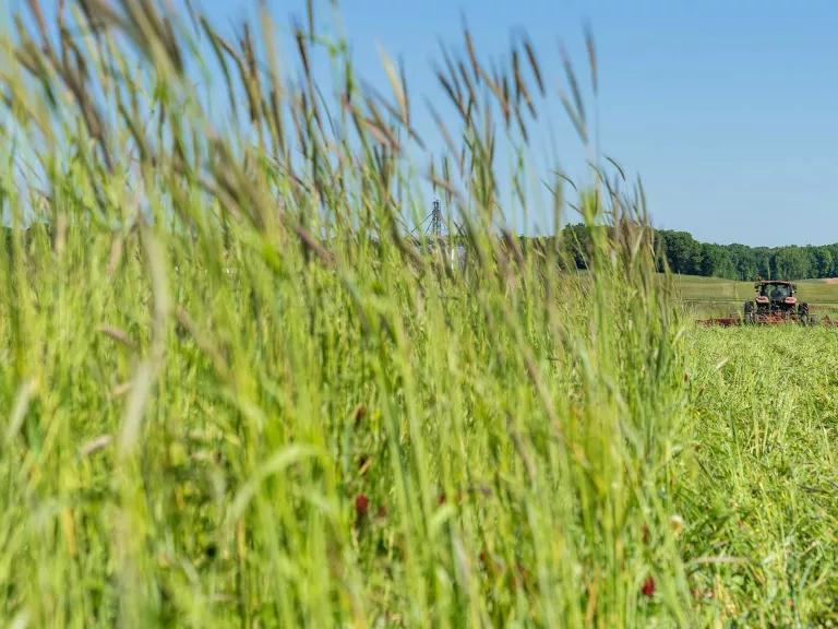 Tall green grasses stand in a field where farm machinery sits in the background