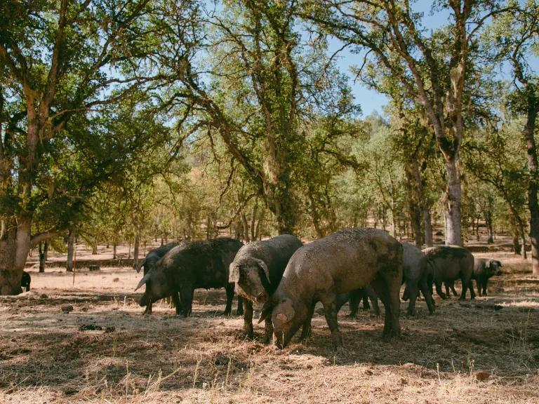 Large brown pigs roam under a shady grove of trees