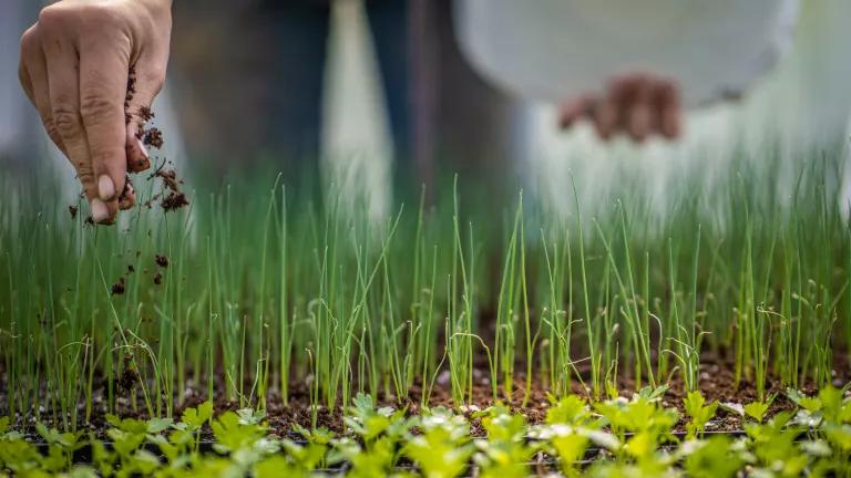 Compost being applied to organic crop seedlings at MX Morningstar Farm, a vegetable farm with retail store in Hudson, New York.