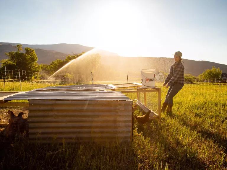 A woman opens a piece of fencing around a chicken coop