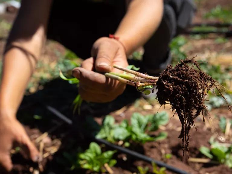 A woman holds a small green plant with its roots exposed