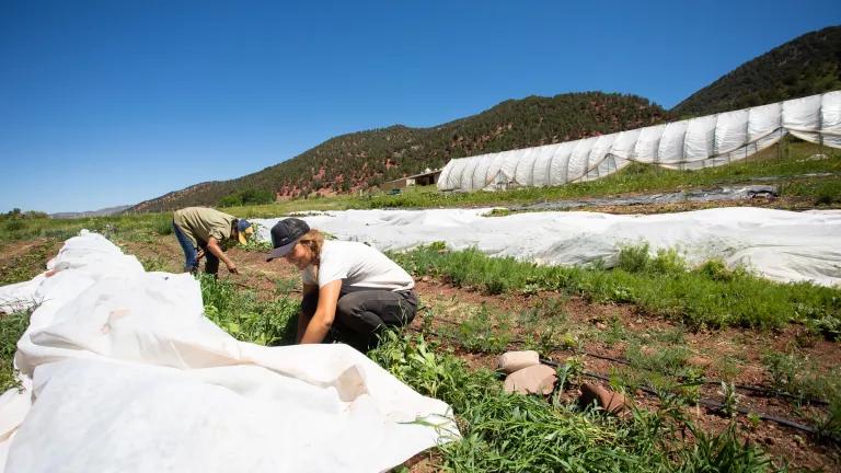 Two women bend towards a row of crops covered by a large white sheet