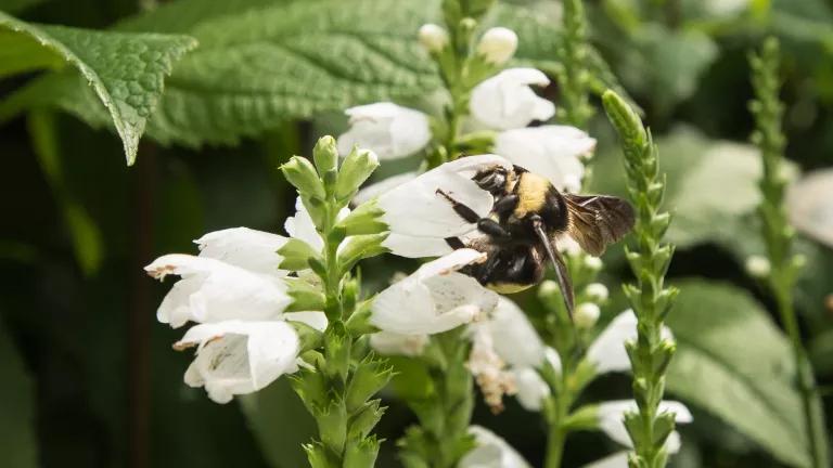 Pollinator Plants and Insects at the People's Garden in DC