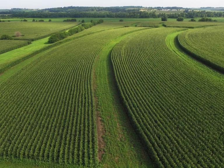 An aerial view of lush green strips of grass