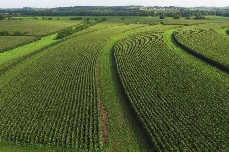 An aerial view of lush green strips of grass