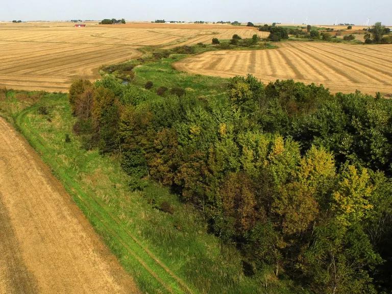 A cluster of trees is separated from farm fields by a border of tall green grasses