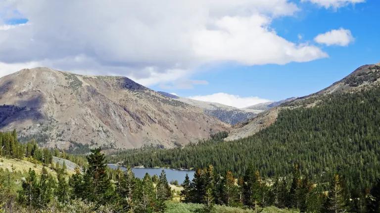 Sierra Nevada forests