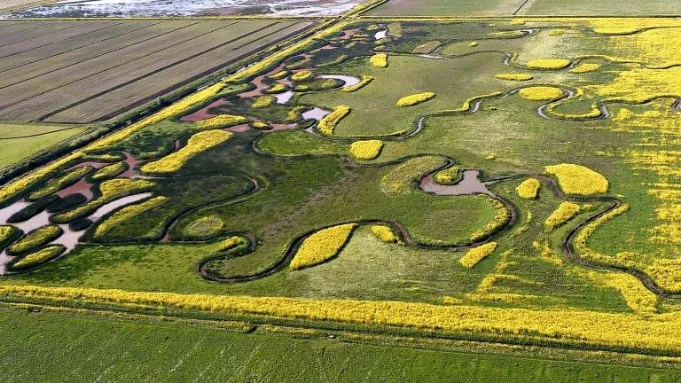 Created Wetlands from Previously Planted Agricultural Fields