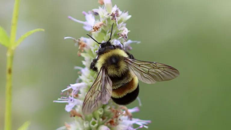 A bee landing on a blooming purple flower