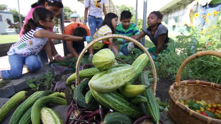 A group of students harvesting vegetables from a garden at Rusk Elementary School in downtown Houston, Texas, in January 2016.

The produce will be shared with the local community.