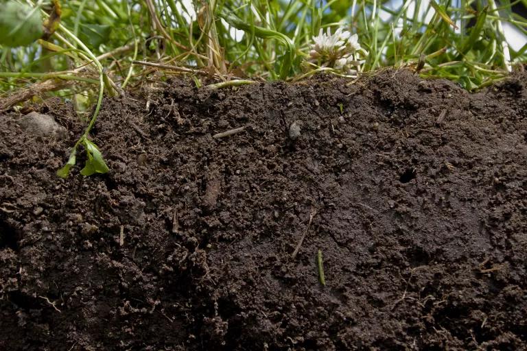 Cross Section of Healthy Soil in Field of Cover Crops