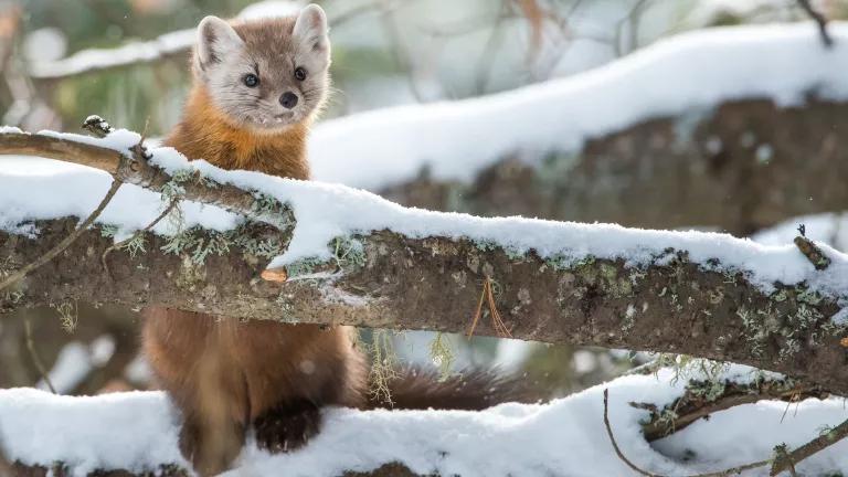 A small brown pine marten peers over a snow-covered tree branch