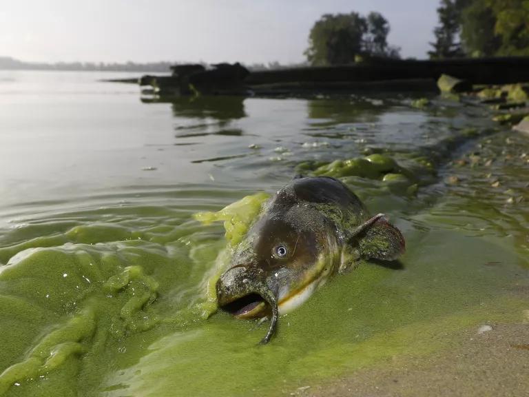 A dead fish lies in shallow water on a sandy beach with green, muckish water washing up on the sand