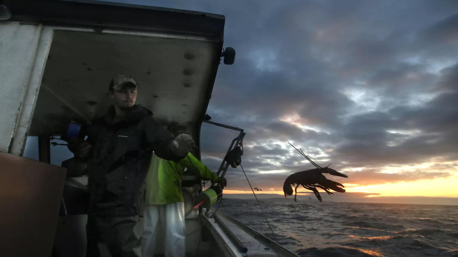 A man on the deck of a boat tosses a lobster into the water