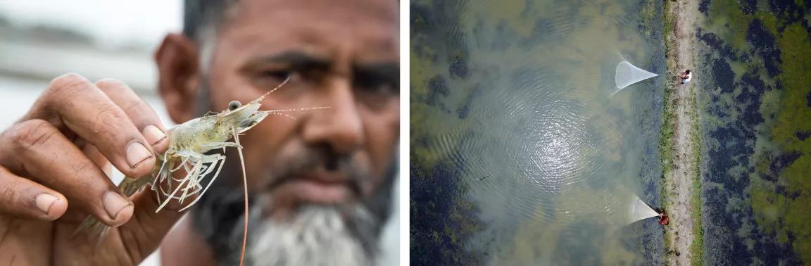 At left, a man holds a large shrimp in his hand; at right, an aerial view of a large embankment near a shore