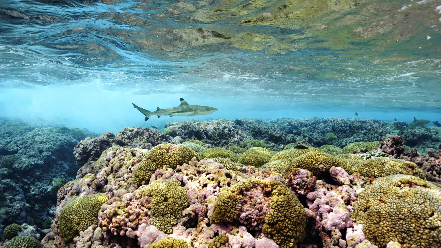 A blacktip shark swimming through coral