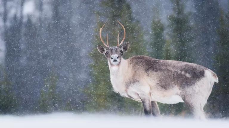 A caribou stands on a snowy plain