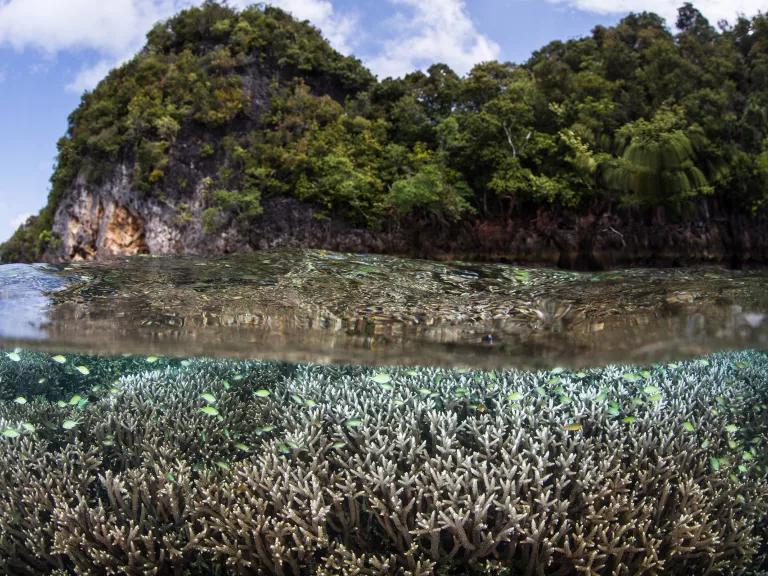 Colorful coral just underwater near a rocky, tree-lined shore