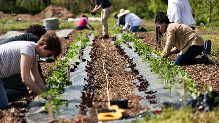 People crouching on a field planting seeds