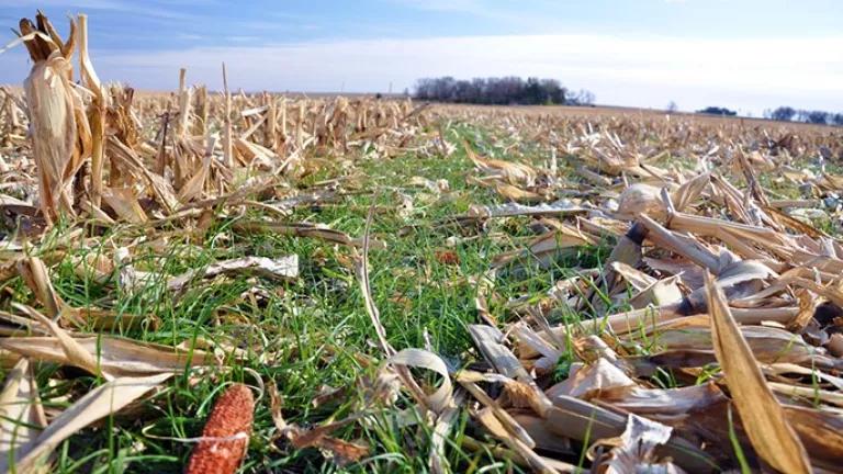 a crop of harvested corn husks