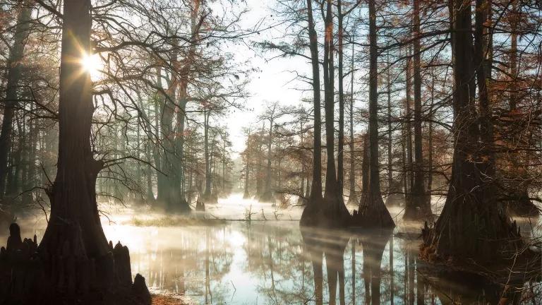 Dawn’s light breaking through the fall foliage of cypress trees in a swamp