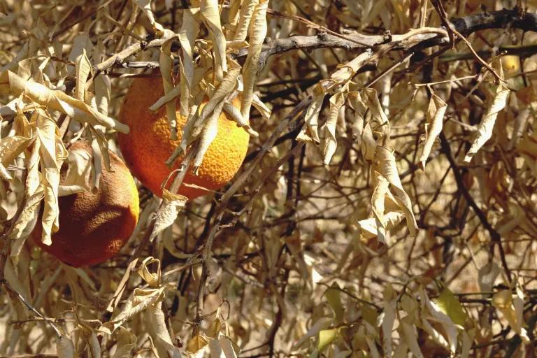 Discolored oranges hand from a tree whose leaves are dried and brown