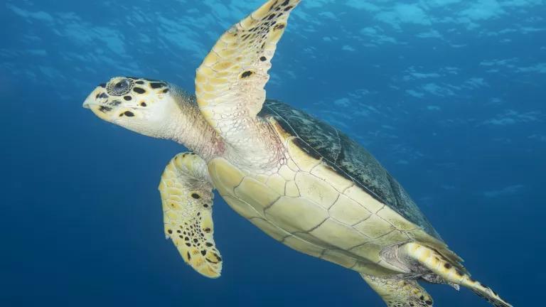 Sea turtle in the ocean