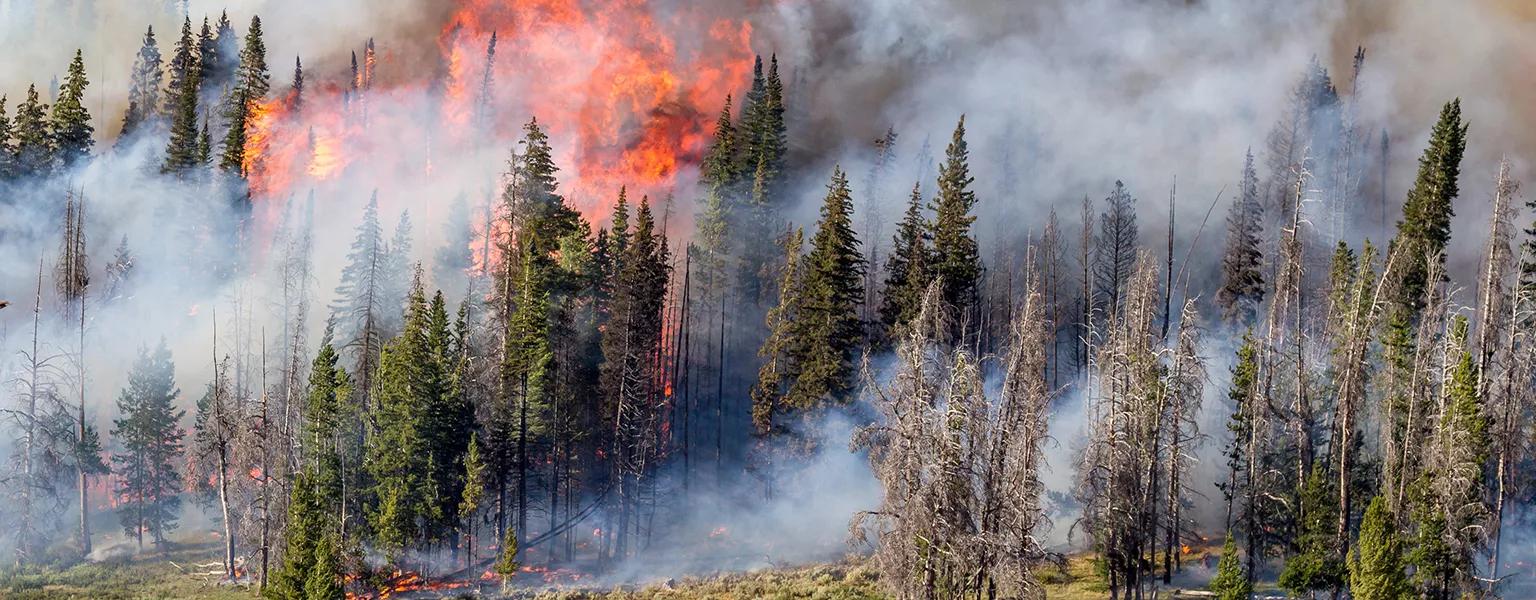 A large cloud of wildfire smoke covering trees in Boise National Forest