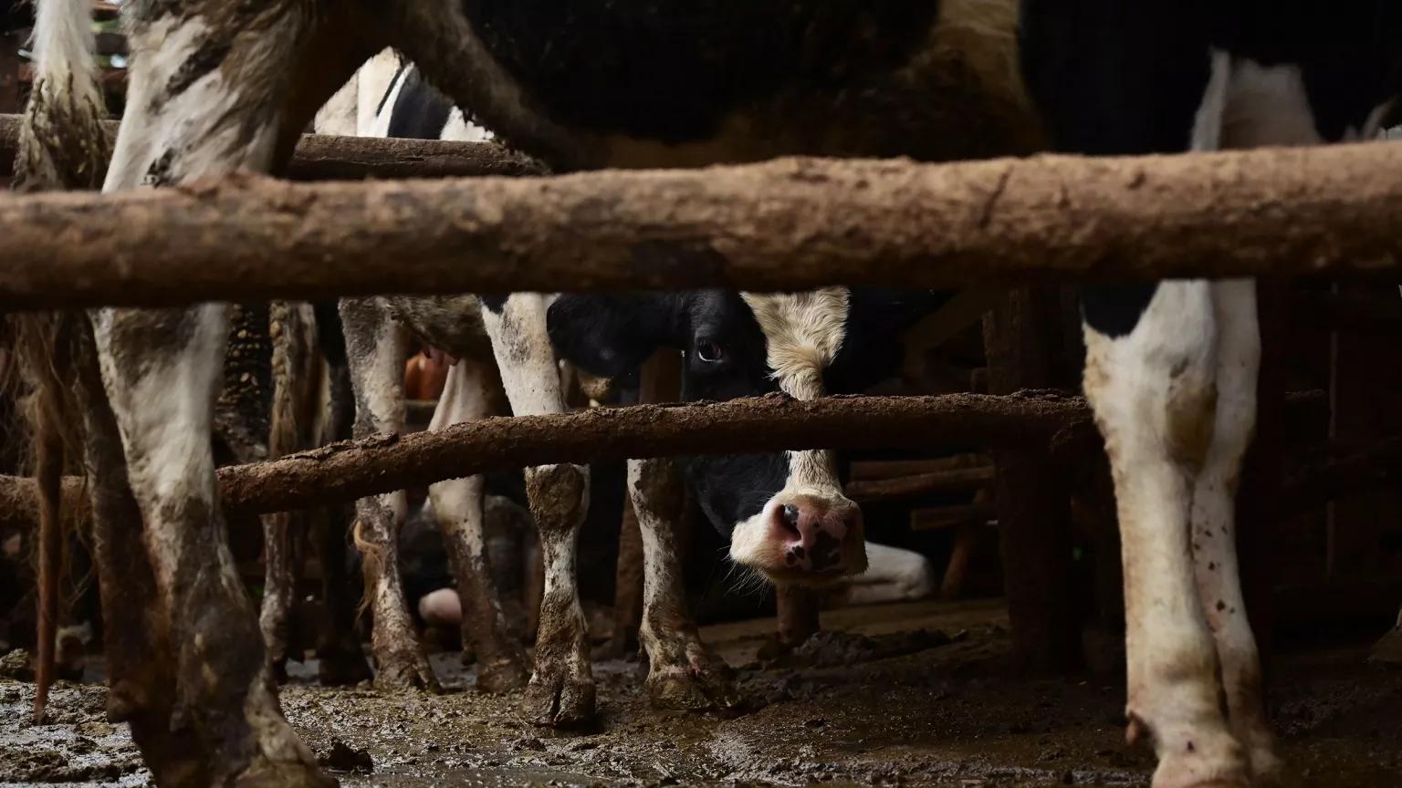 Cows are crowded into pen and stand on muddy ground