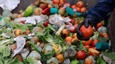 A man picks a tomato from a dumpster filled with discarded food.