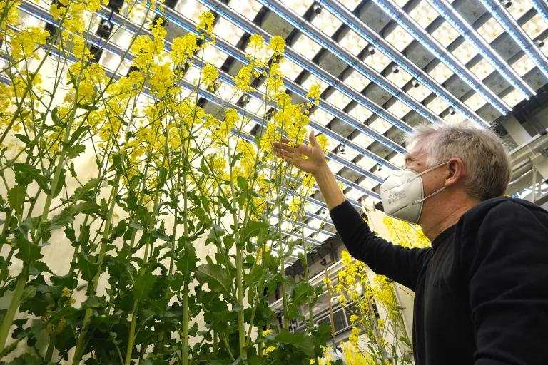 A man inspects tall plants under a bright ceiling lights