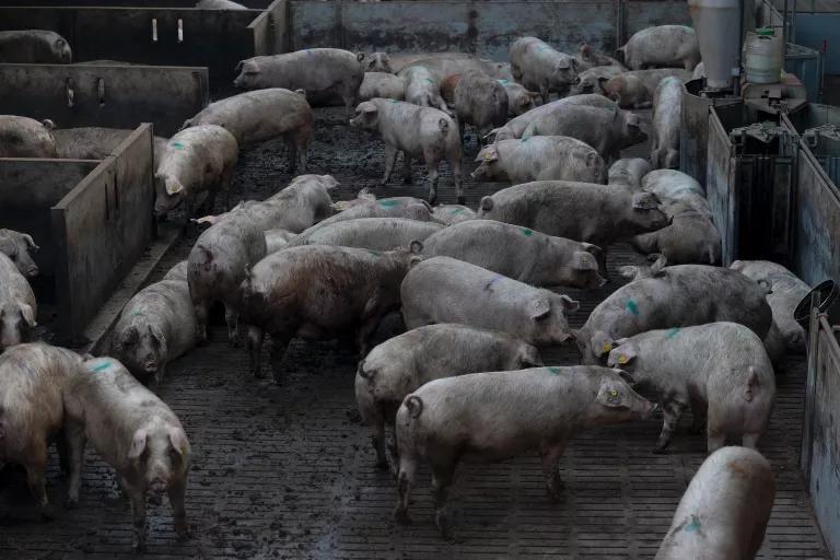 Pigs stand close together in an indoor pen