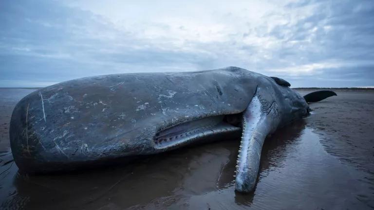 The carcass of a large whale with its mouth agape lies on a sandy beach