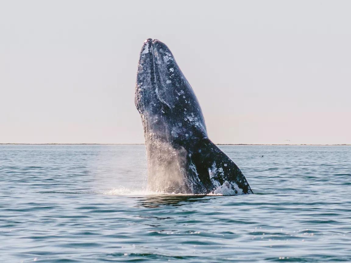 A gray whale breaching, seen on a whale watching excursion during an NRDC trip to Laguna San Ignacio, Baja California, Mexico