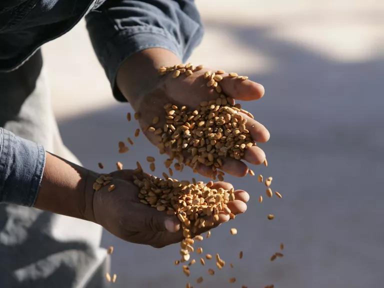 A person holds a handful of beans