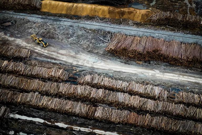 An aerial view of thousands of logs stacked in long rows