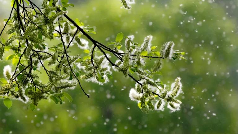 Pollen blows off of the buds on a tree branch