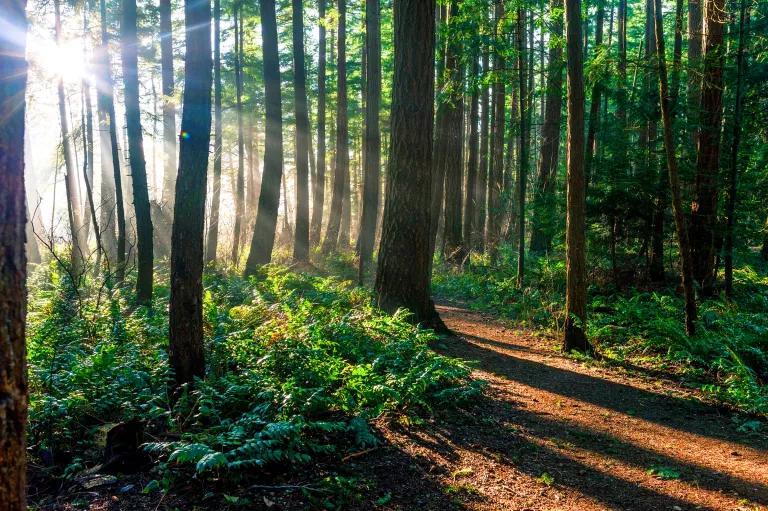 The sun shines through a healthy forest with a walking path cut through it