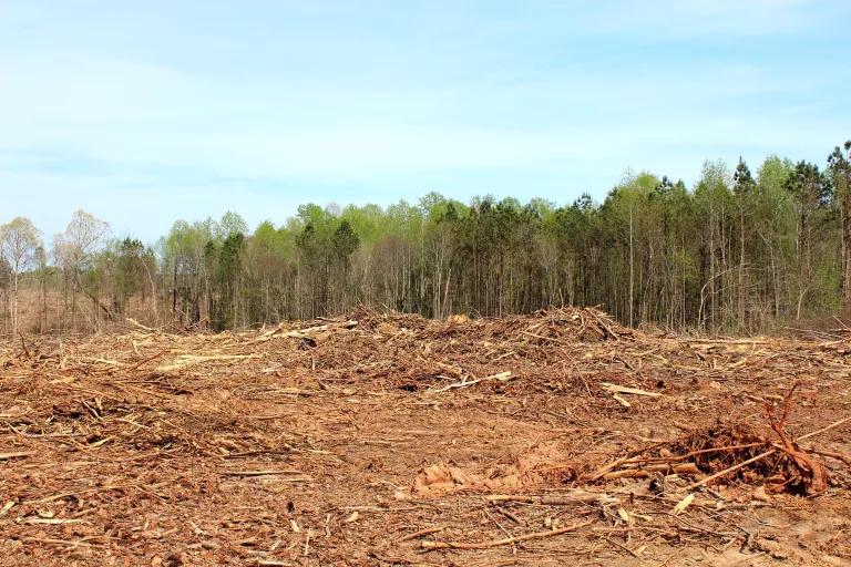 A large clearing is covered in dirt and twigs, with a lush green forest in the background