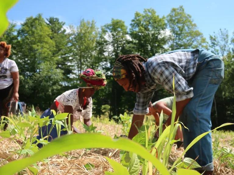 Three women bend down toward crops in a field