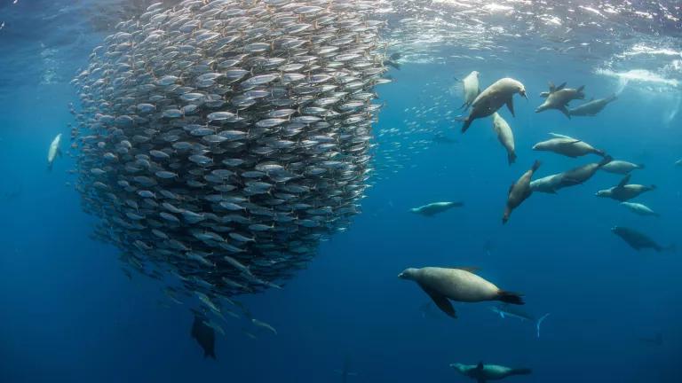 Seals swim near a school of small fish