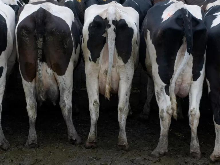 Cows stand next to each other in a tight row 