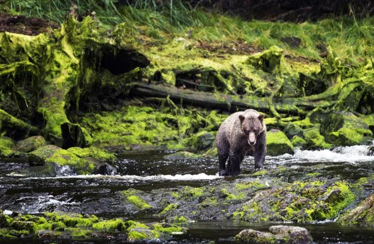 A grizzly bear walks across shallow water